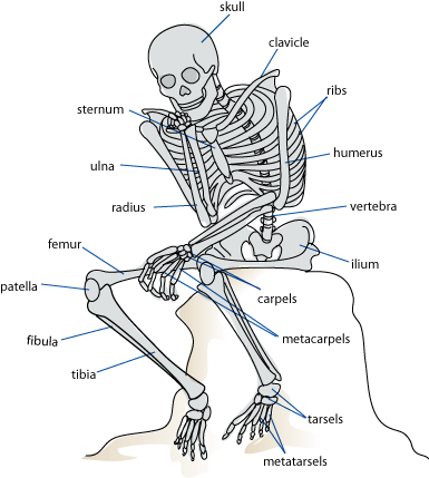 DEM BONES, DEM IMPORTANT BONES | SCQ